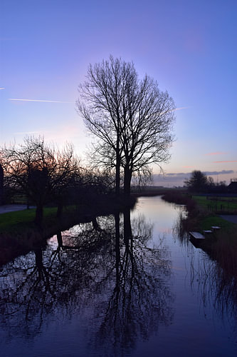 Bomen aan het Thesingermaar 2