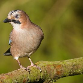 Jay by Stobbe; stiltegrafie