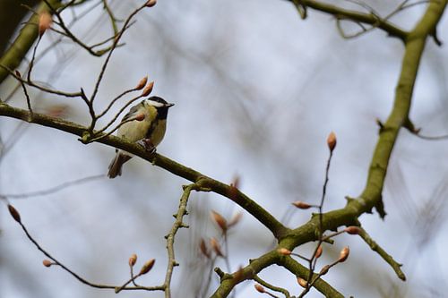 Mésange charbonnière avec noix, version C