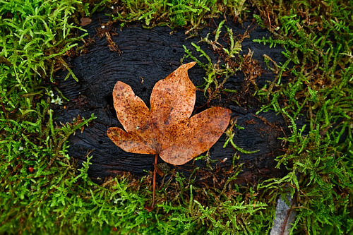 Brönnhof Schweinfurt - Autumn impression