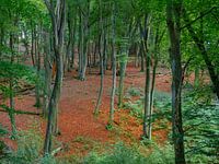 Colorful forest