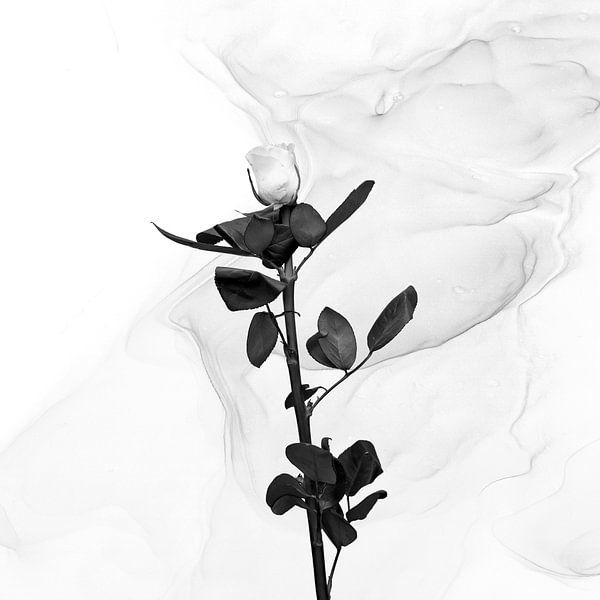 White Rose | Liquid Art van Melanie Viola