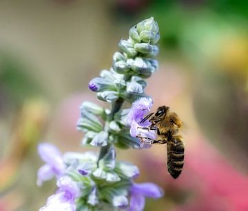 Macro of a bee on a sage blossom by ManfredFotos