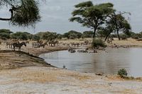 Zebra's in het Tarangire National Park | Reisfotografie Tanzania | Wildlife | Wall art| Fine art pri
