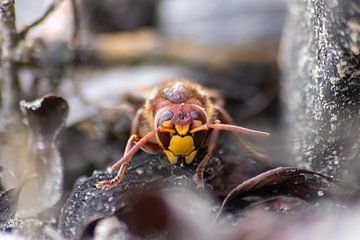 Hornet portret van Your Happy Life