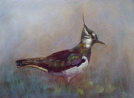 kievit van Alies werk