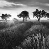 Lavendelfeld mit Lavendel in der Provence. Schwarzweiss Bild. von Manfred Voss, Schwarz-weiss Fotografie