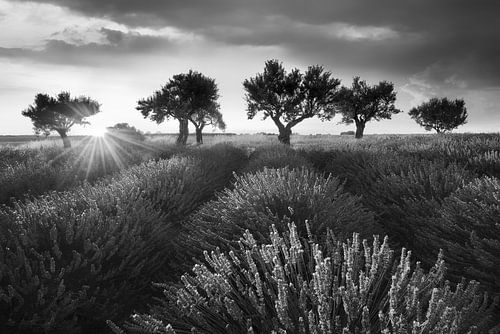 Lavendelveld met lavendel in de Provence. Zwart-wit beeld.