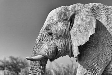 Elephant portrait by Angelika Stern