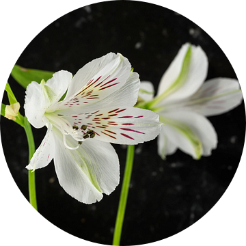 witte alstroemeria  bloemen  van ChrisWillemsen