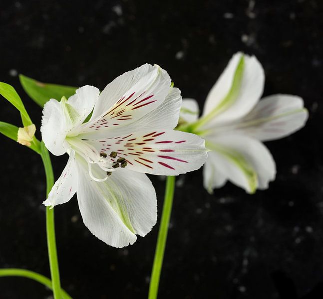 white alstroemeria flowers  von ChrisWillemsen