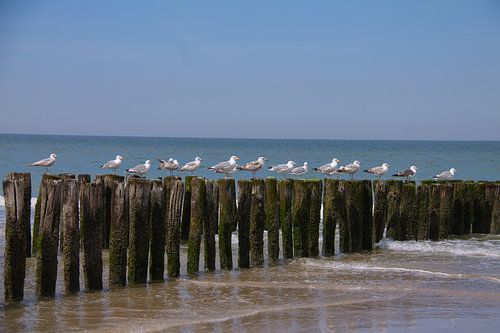 De zeemeeuwen op een rij