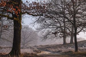 Wandern in der Winterheide