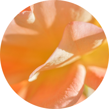close-up van bloeiende oranje roos van Hanneke Luit