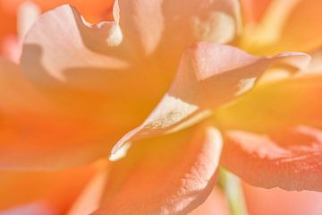 close-up van bloeiende oranje roos van Hanneke Luit