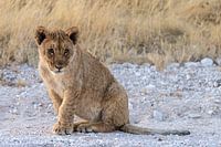 Lionceau