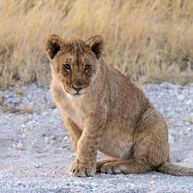 Lionceau sur Jeroen de Weerd