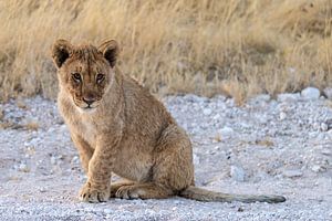 Lion Cub by Jeroen de Weerd