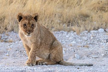 Lion Cub by Jeroen de Weerd