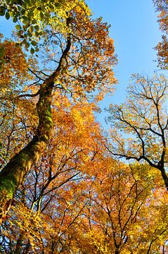 Herfstbos in Emmen van Corinne Welp