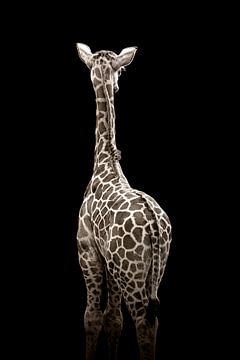 Minimalistische baby giraffe