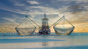 Shrimp fisherman on the mudflats