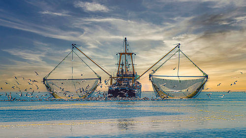 Shrimp fisherman on the mudflats