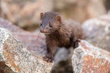 Mink of Fret van Harry Punter