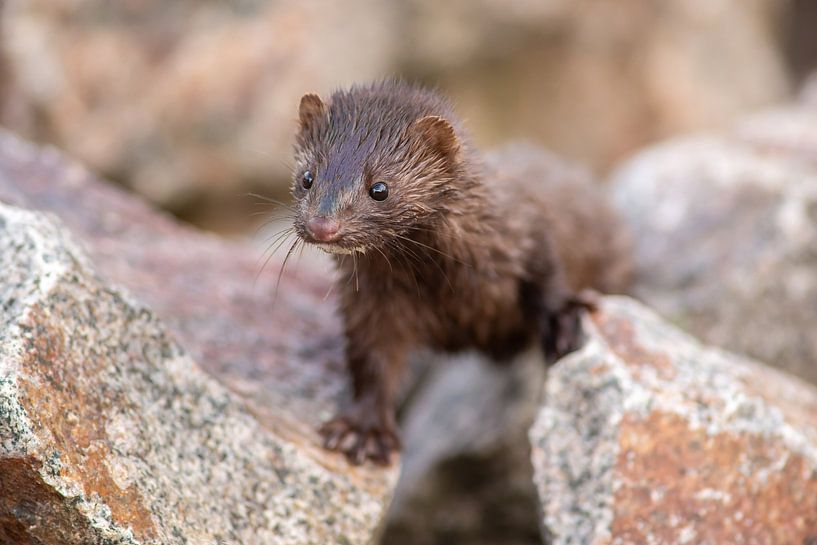 Mink or Ferret by Harry Punter