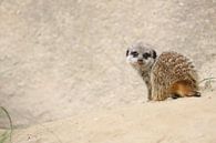 Baby meerkat by Heike Hultsch thumbnail