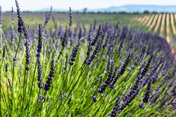 Lavendel in Blütezeit von Hans Verhulst