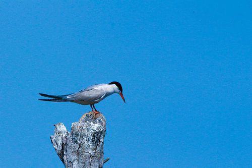 Vissendief op de Markerwadden