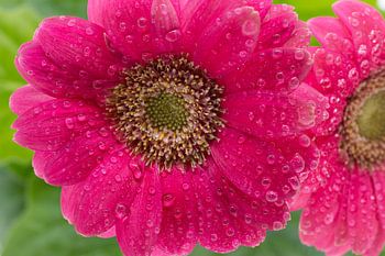 Gerbera