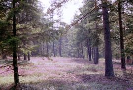 In Wald und Heide