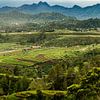 Rijstveld bergen, ricefield mountains van Corrine Ponsen