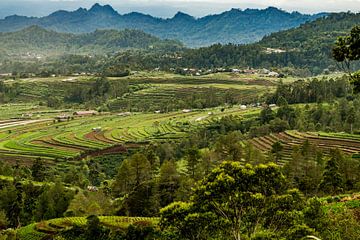 Rijstveld bergen, ricefield mountains van Corrine Ponsen