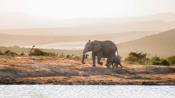 De essentie van Zuid-Afrika van Steffon Reid