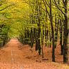 Herbstwald bei Hoog Buurlo von Joop Gerretse