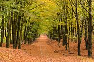 Herbstwald bei Hoog Buurlo von Joop Gerretse Miniaturansicht