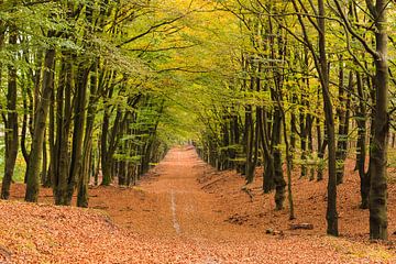 Herbstwald bei Hoog Buurlo