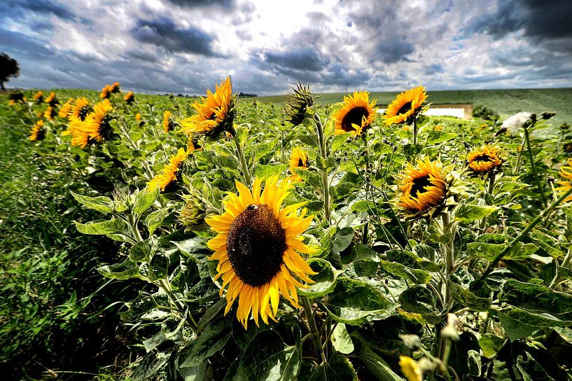 Tournesols par Bas Quaedvlieg