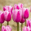 Pink tulips in the garden by Marianne Ottemann - OTTI