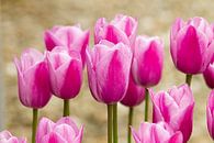 Des tulipes roses dans le jardin par Marianne Ottemann - OTTI Aperçu