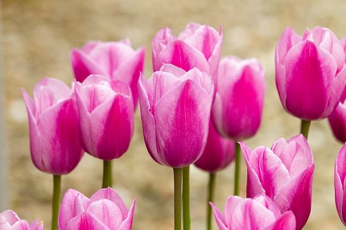 Roze tulpen in de tuin