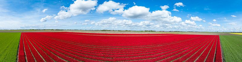 Tulips in agricutlural fields during springtime panorama by Sjoerd van der Wal Photography