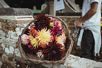 Dahlias colorés | Photographie de voyage - tirage photo d'art | Angleterre, UK sur Sanne Dost