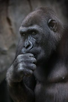 Het gorillawijfje denkt dat zijn hoofd op een vuist zet, close-up portret