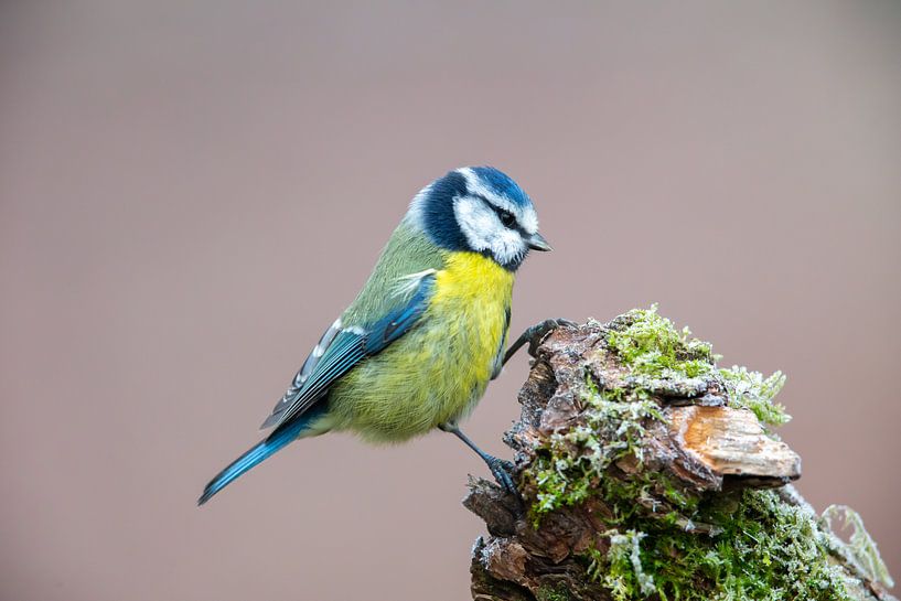 Blaumeise (Cyanistes caeruleus) von Dirk Rüter