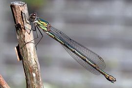 Groene waterjuffer van Jarno Pors