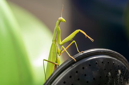 Bidsprinkhaan Religiosa (2)